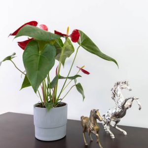 מעצבת פנים במרכז בעיצוב פנים אלגנטי קלאסי